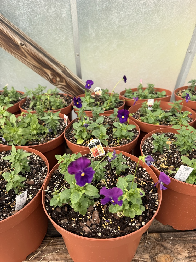 NMS Plant Sale
