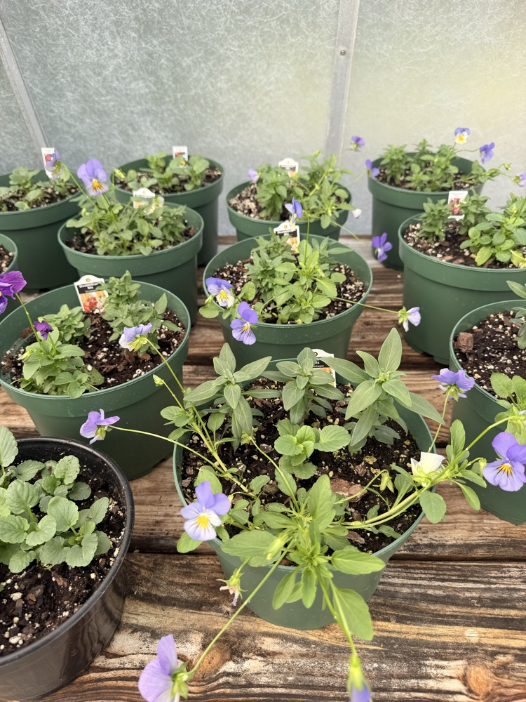 NMS Plant Sale