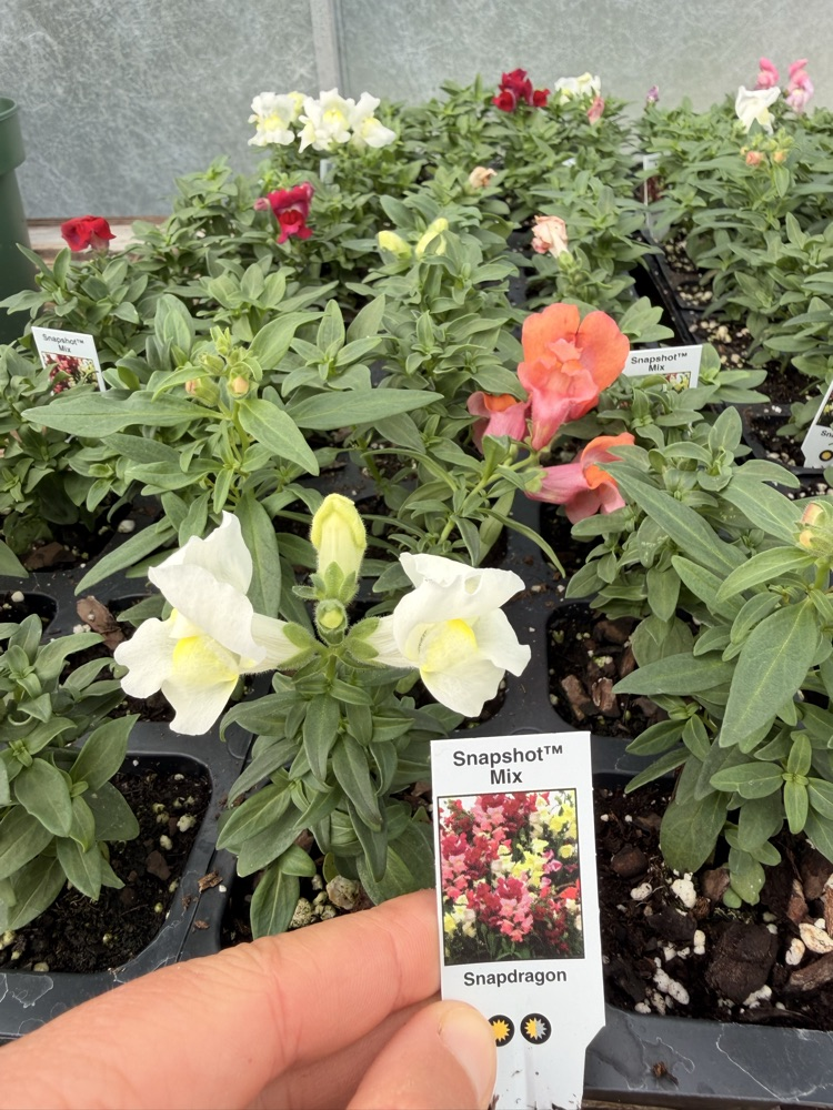 NMS Plant Sale