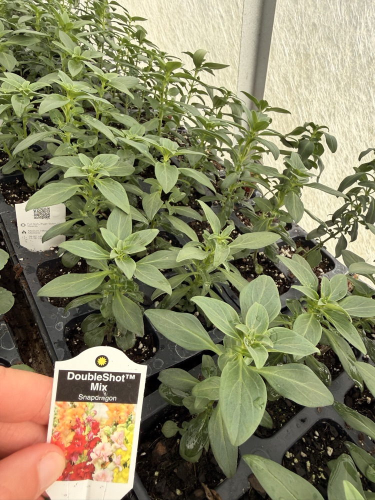 NMS Plant Sale