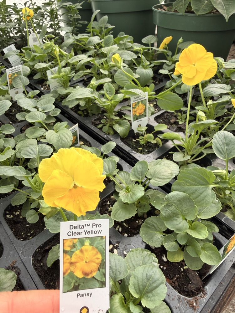 NMS Plant Sale
