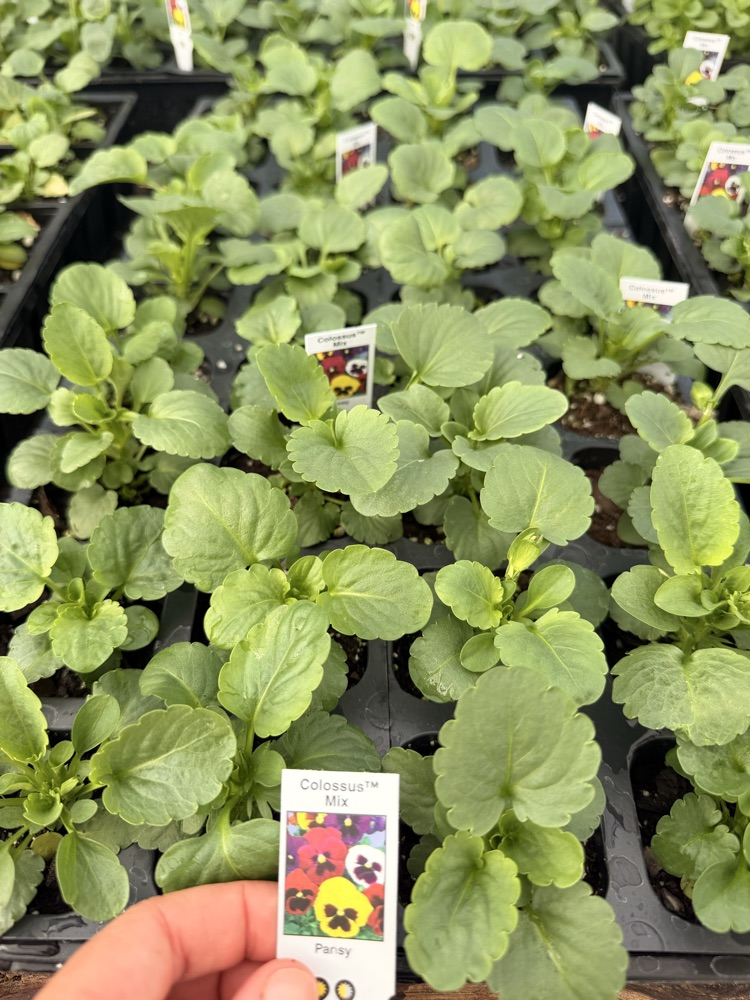 NMS Plant Sale