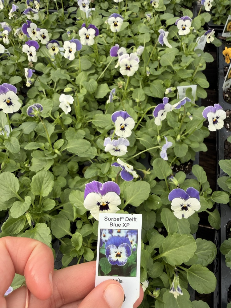 NMS Plant Sale