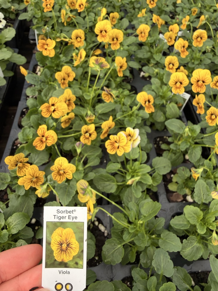 NMS Plant Sale