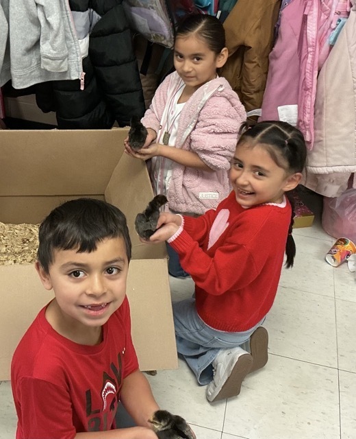 students holding chicks