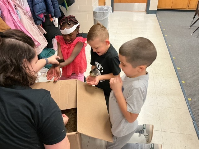 students holding chicks