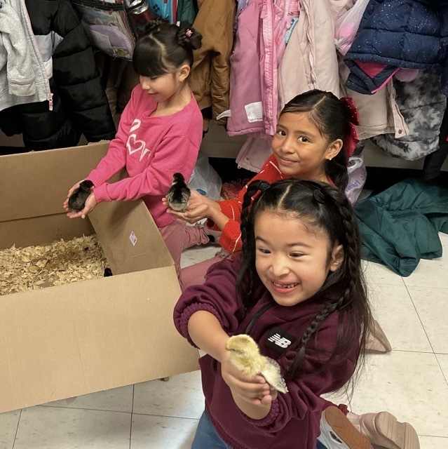 students holding chicks