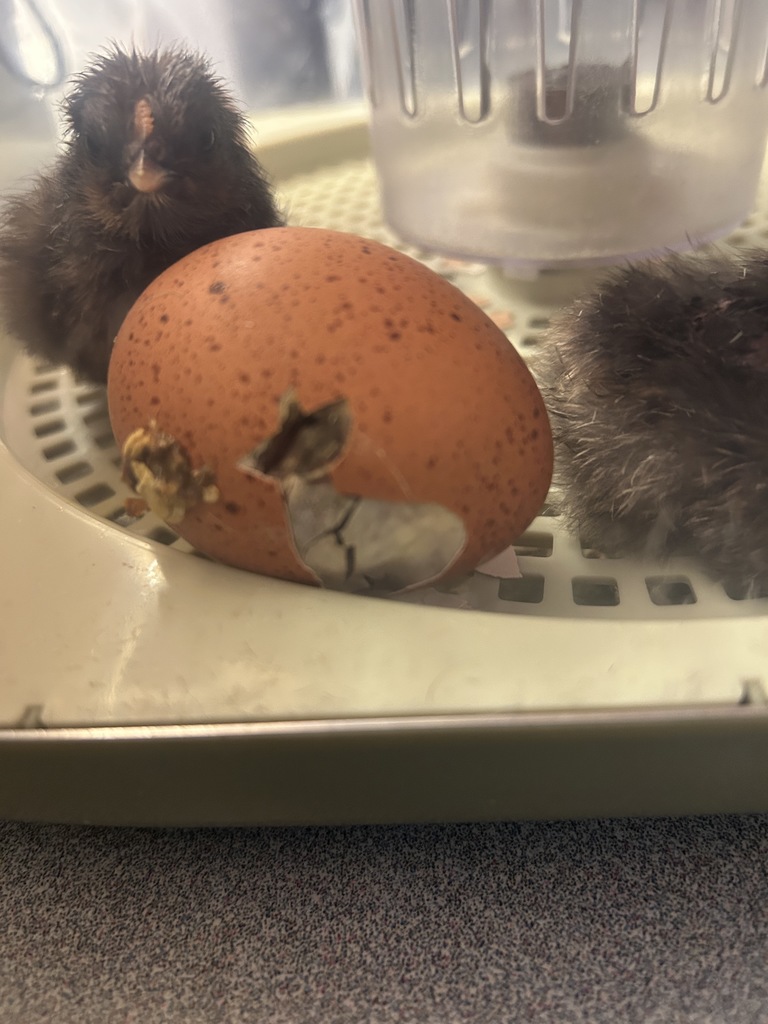 2 chicks and 1 egg hatching in incubator