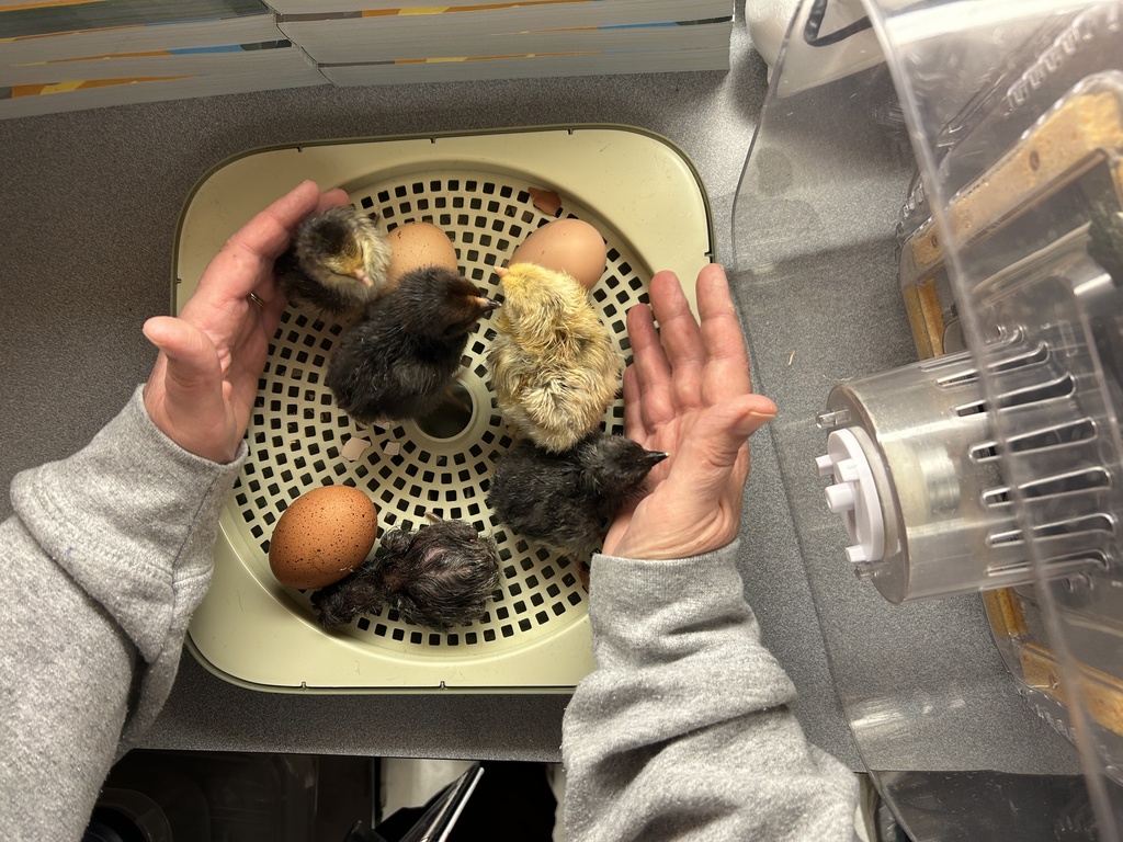5 hatched chicks and 2 eggs in incubator
