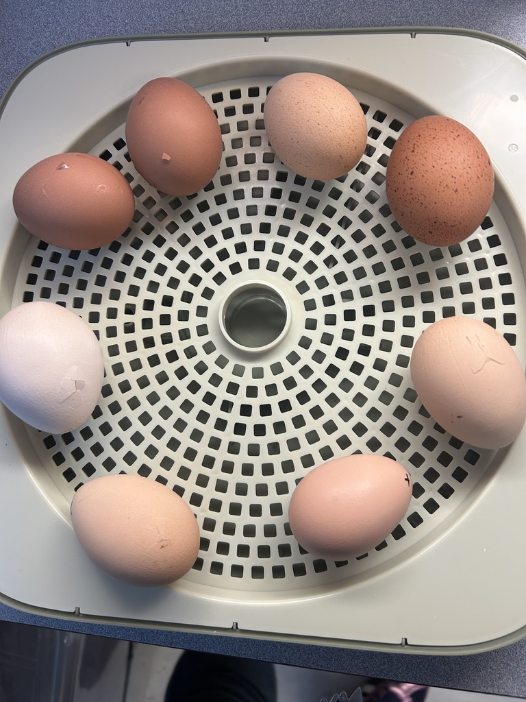 8 eggs in incubator