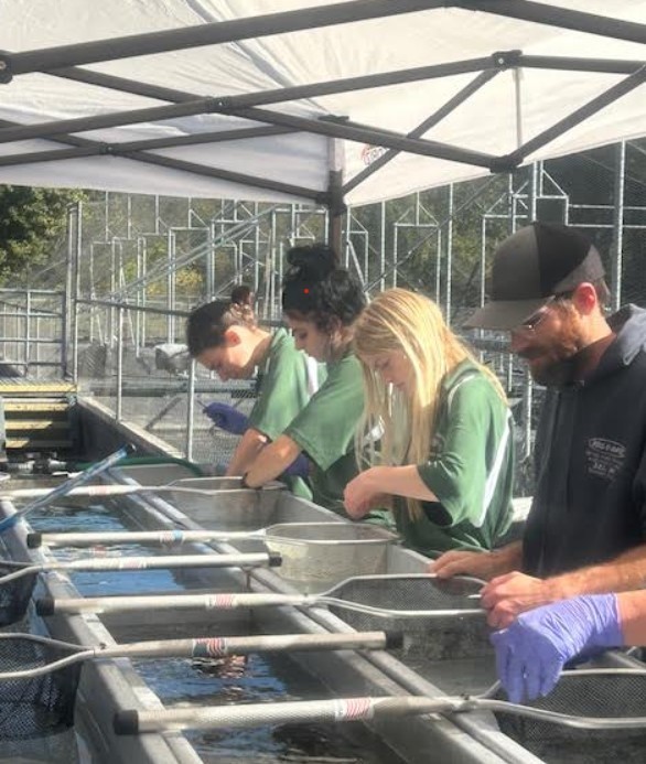 Fish Hatchery FIn Clipping