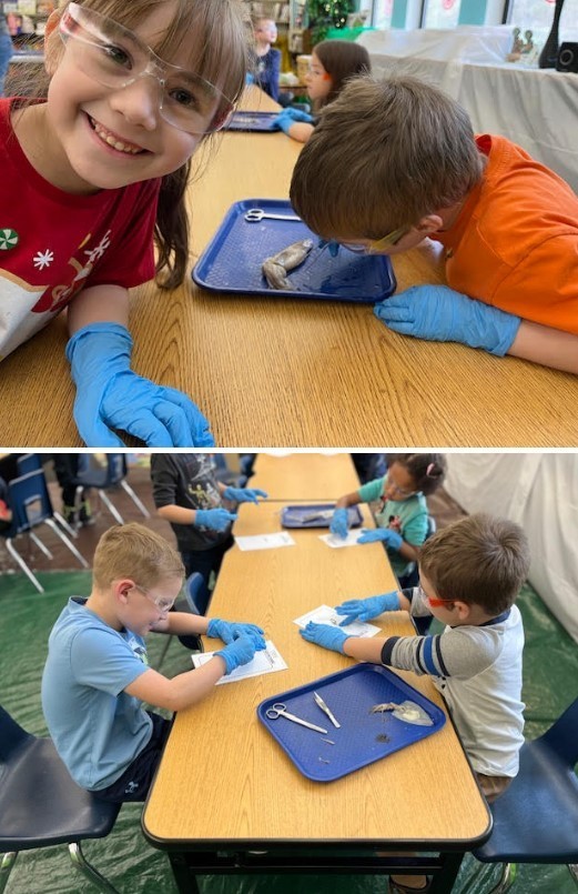 Mobius Science Center Squid Disection at Hofstetter