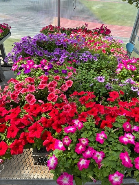 Petunias
