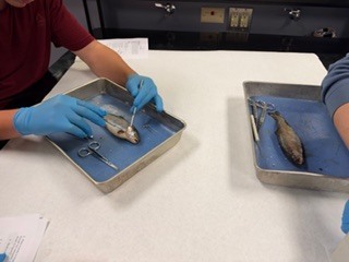 Fish 6