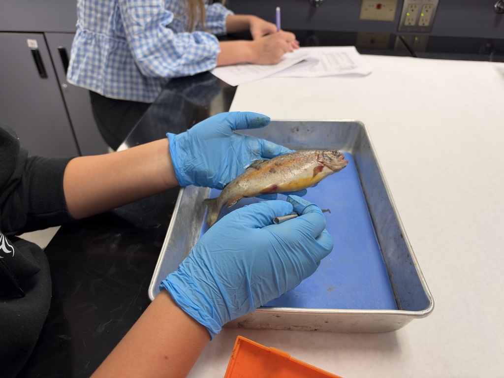 Fish 2