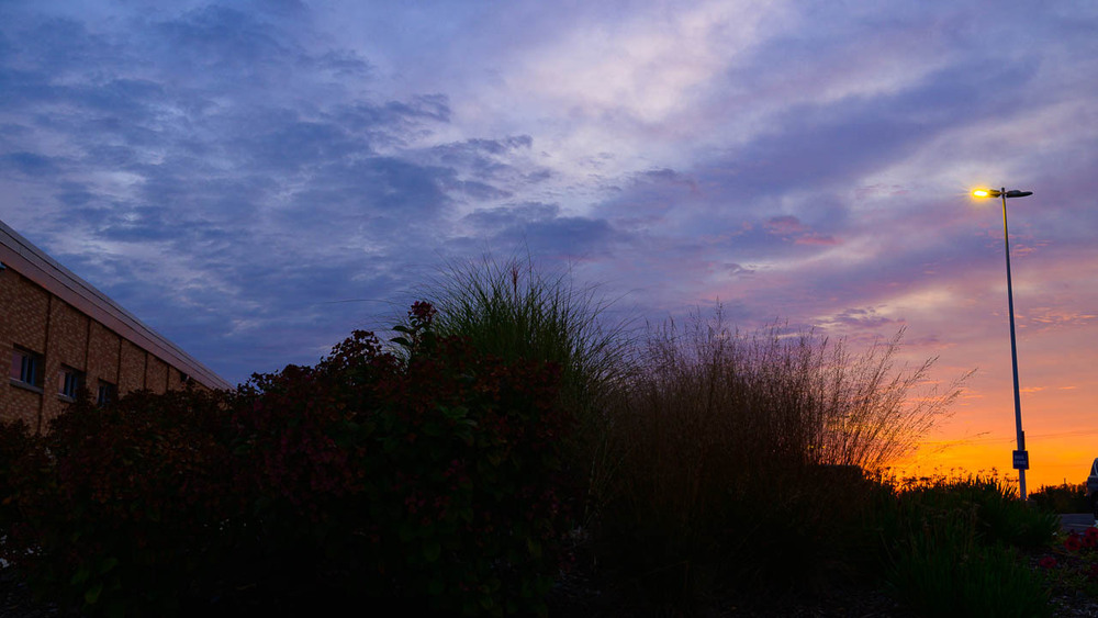 sunrise clouds over sillhouetted plants in front of ACHS