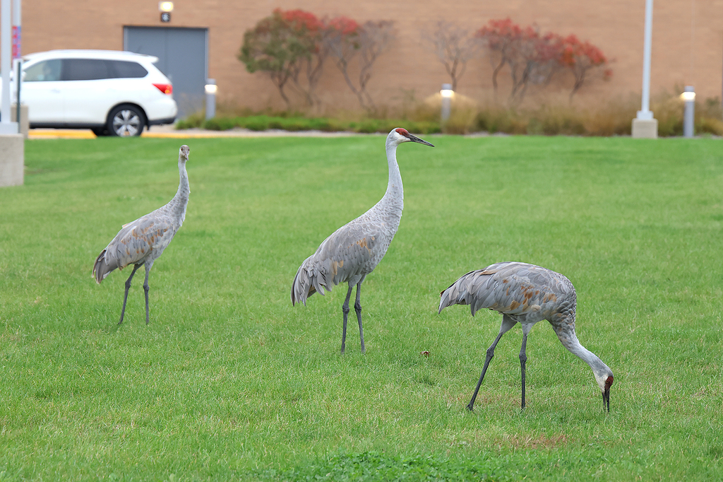 crane
