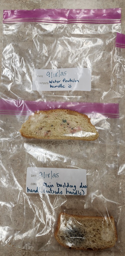 bread