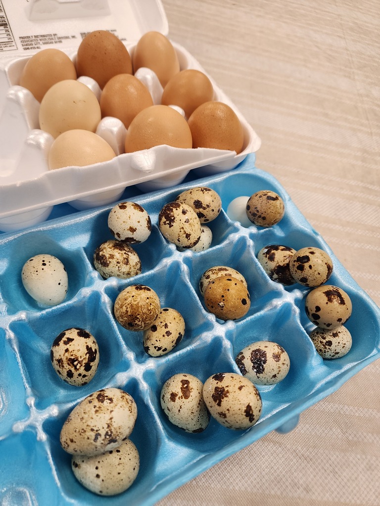 eggs