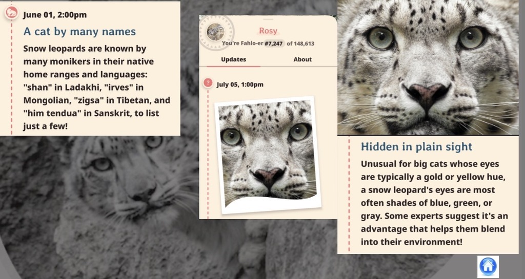 Images of Rosy the Snow Leopard