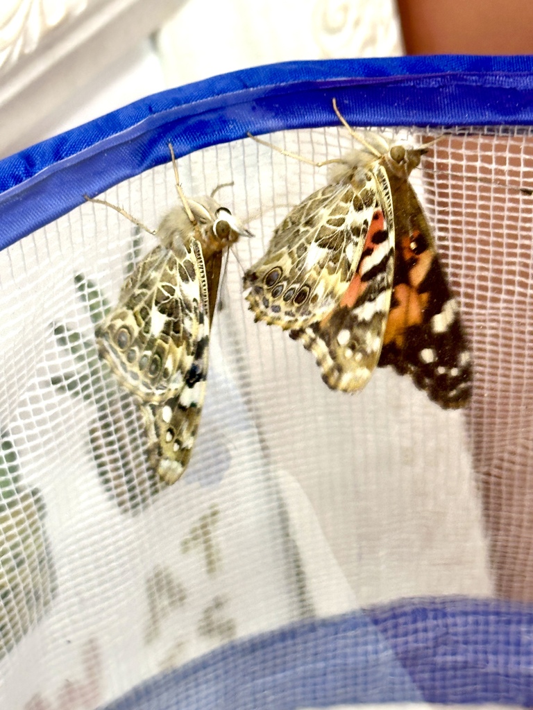 Butterfly release 