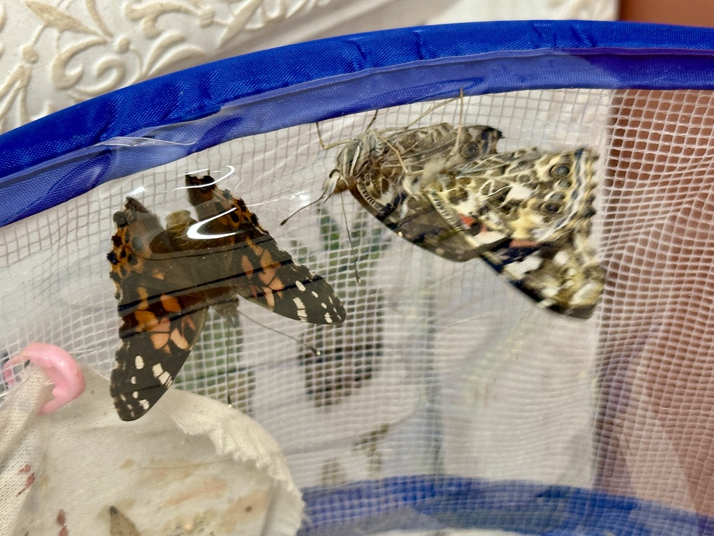 Butterfly release 