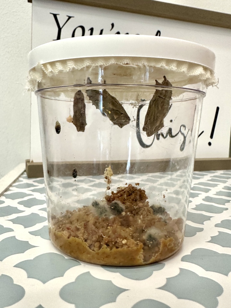 Butterfly release 