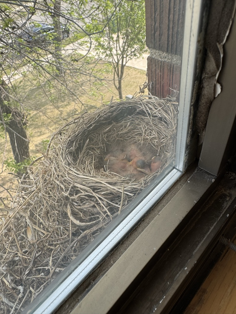 Baby birds in nest