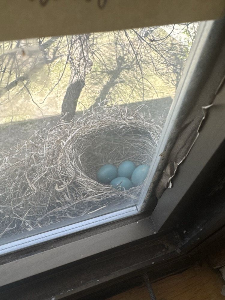 Robin eggs