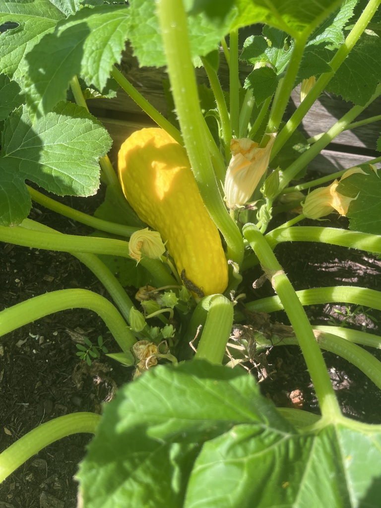 squash we are growing