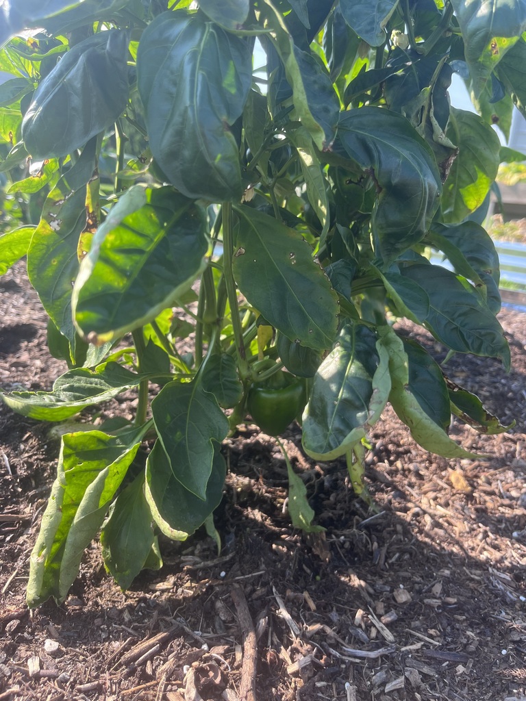 peppers we are growing