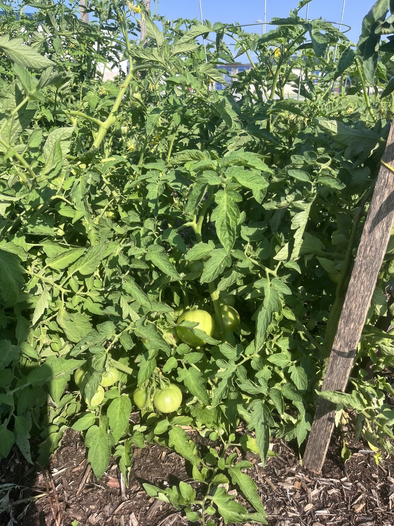 tomatoes we are growing.