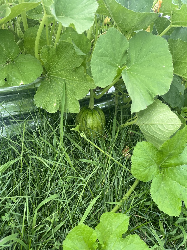 pumpkin we are growing.