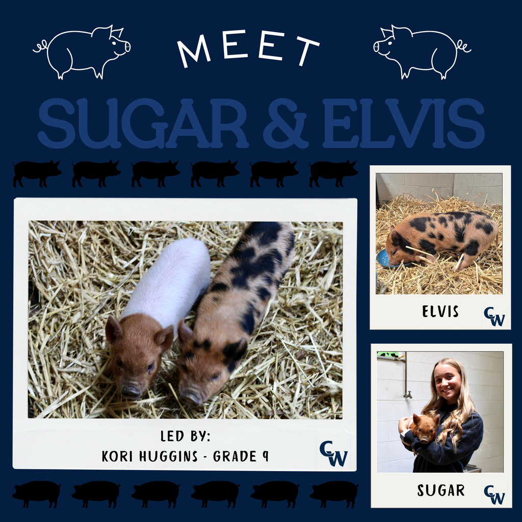 picutres of pigs from Ad department