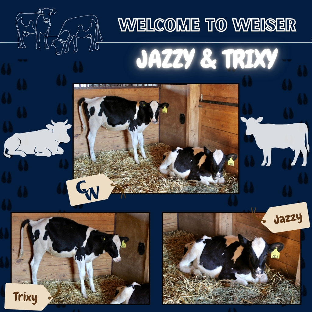 black and white calves in our barn