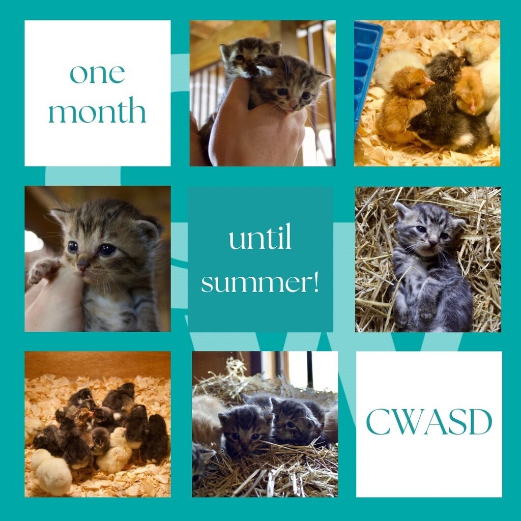pictures of chicks and kittens