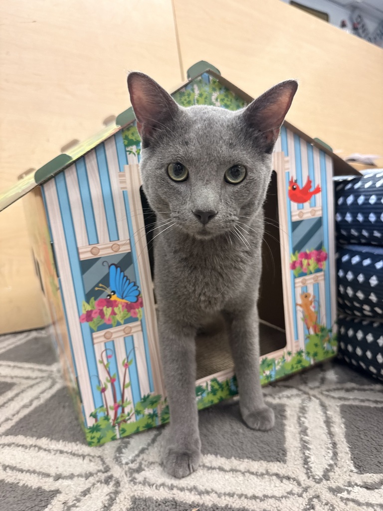a gray cat