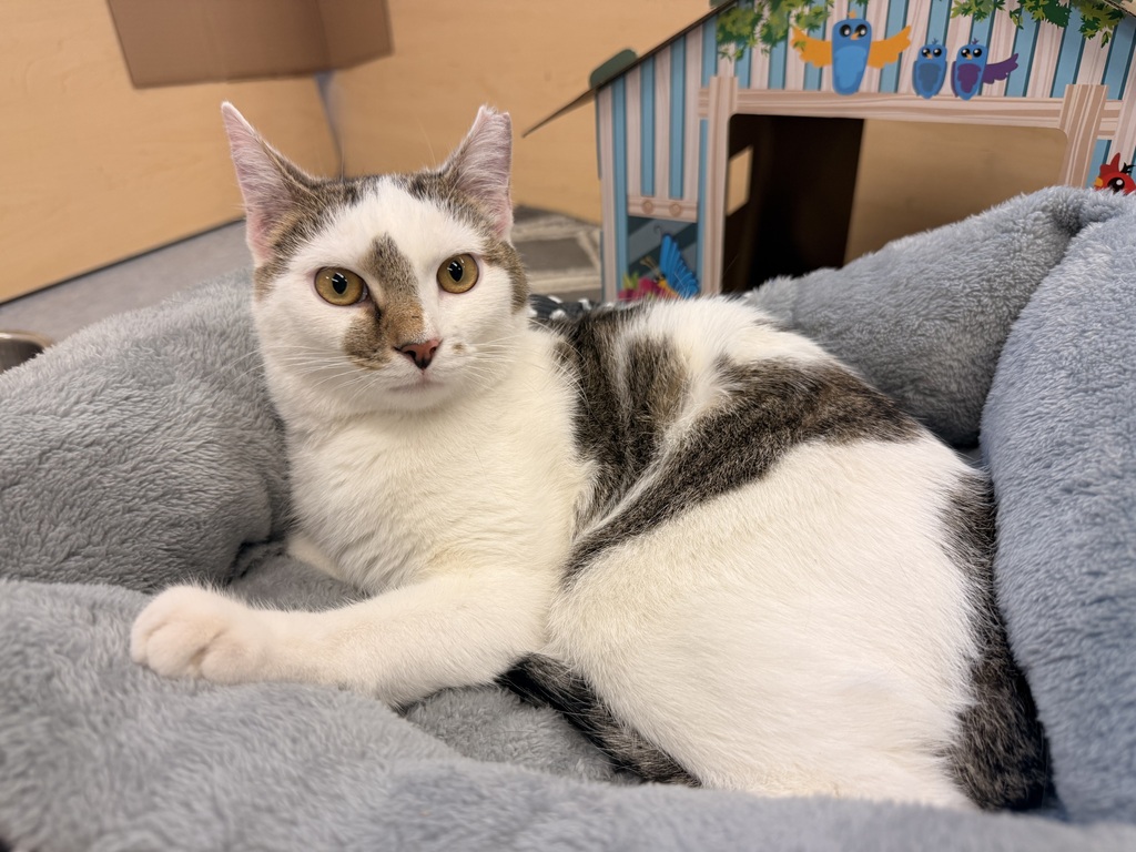 a white cat with black, brown and. gray marking