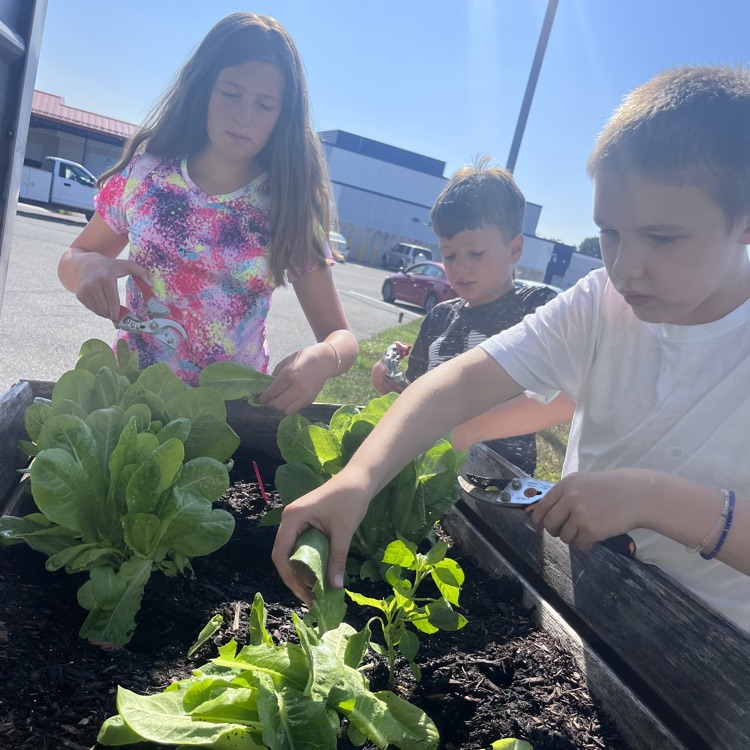 students harvesting lettuce