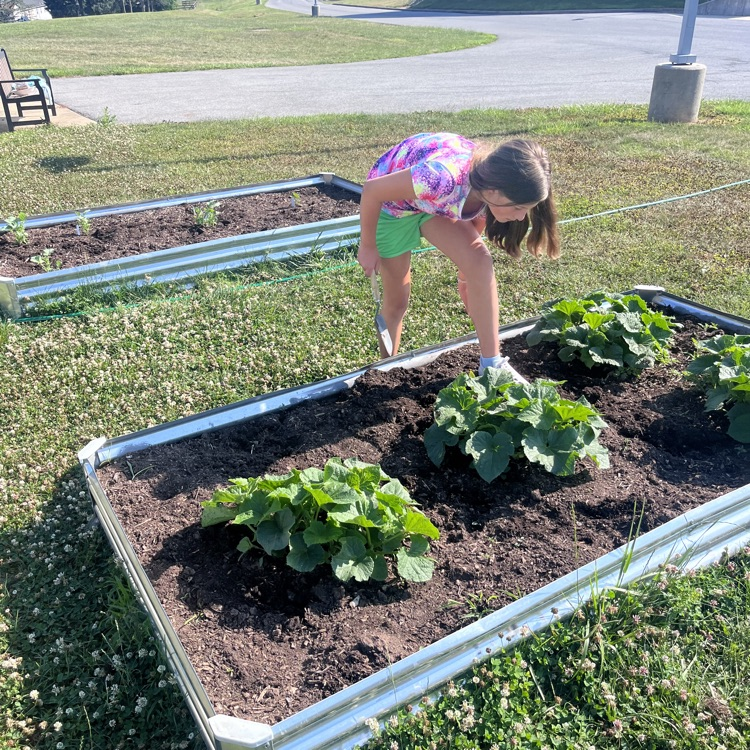 student looking into a raised bed to look for weeds