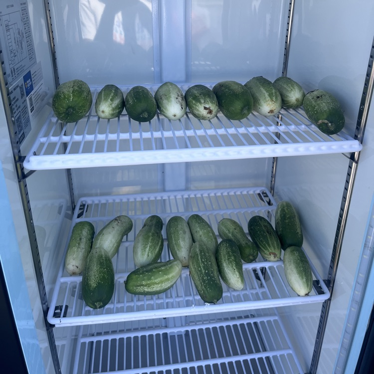 cucumbers on two shelves