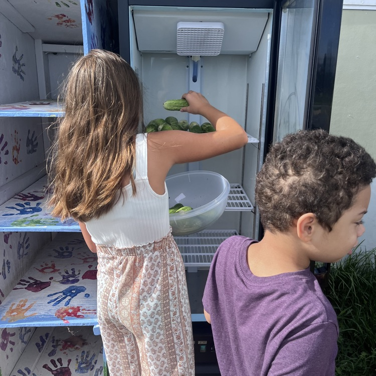student putting cucumbers in fridge