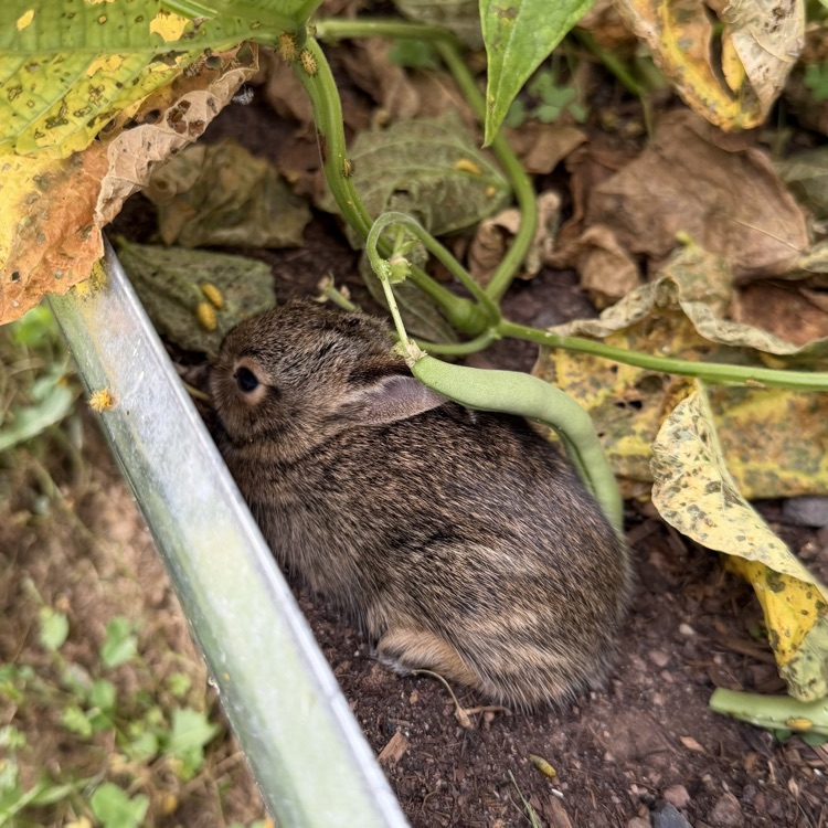 bunny in our bean raised bed