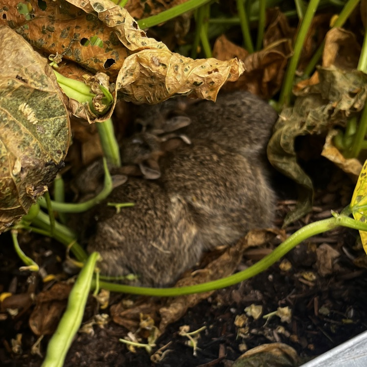 3 bunnies snuggling together in our raised bed of beans