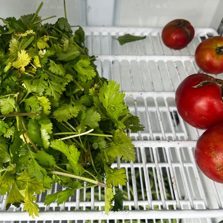 tomatoes and cilantro free for the taking