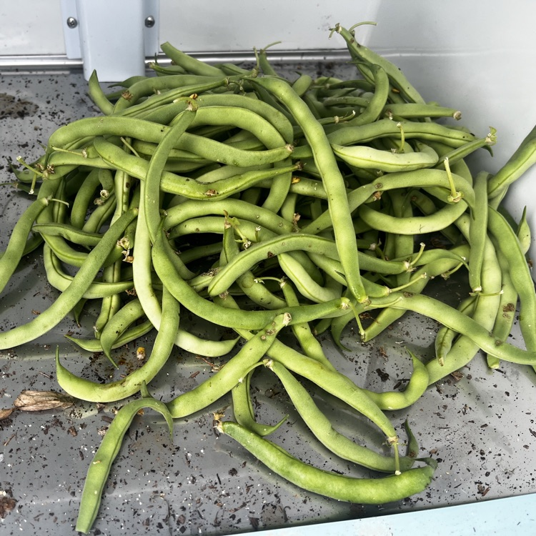 beans free for the taking