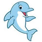 dolphin