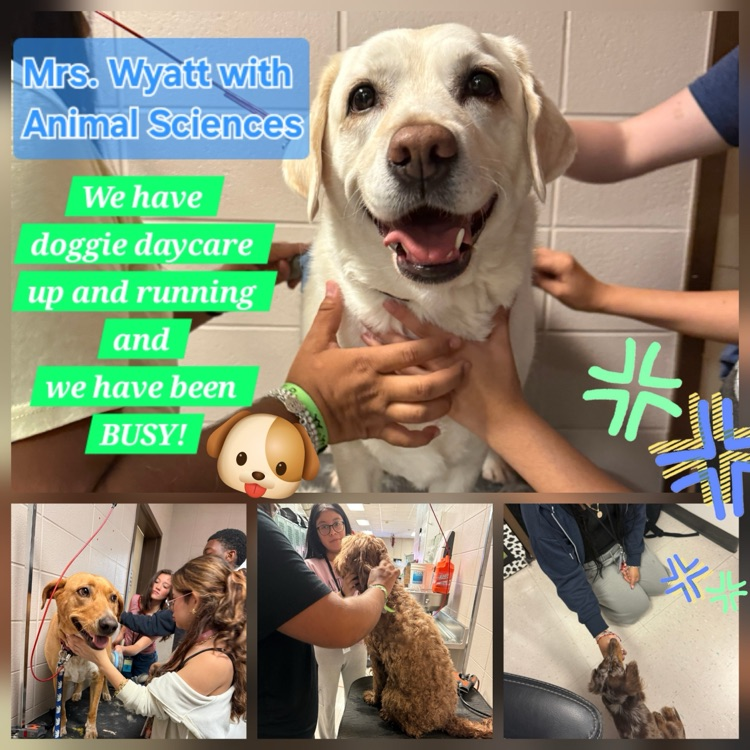 doggie daycare