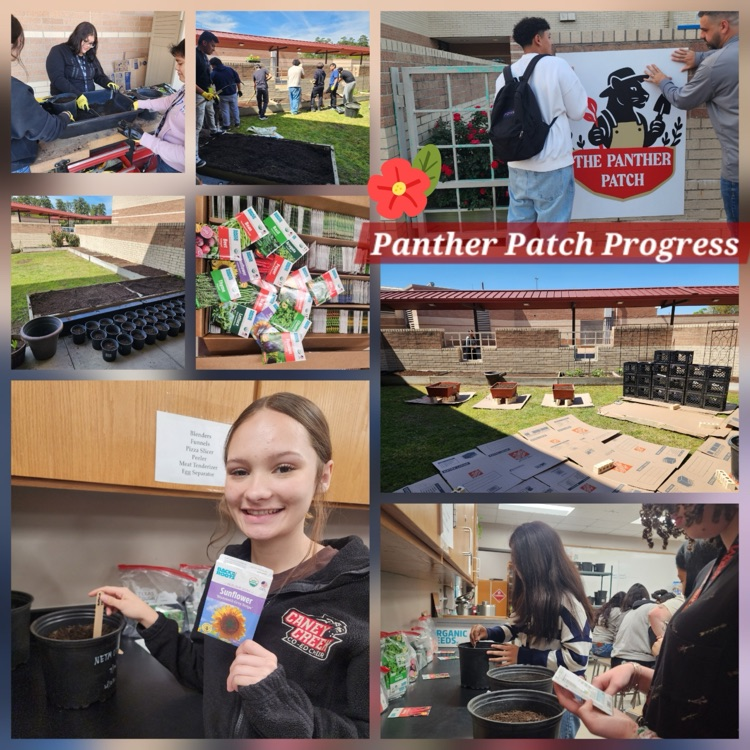 CCHS campus garden is blooming