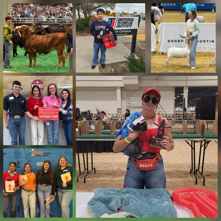 FFA students compete at the Houston livestock show